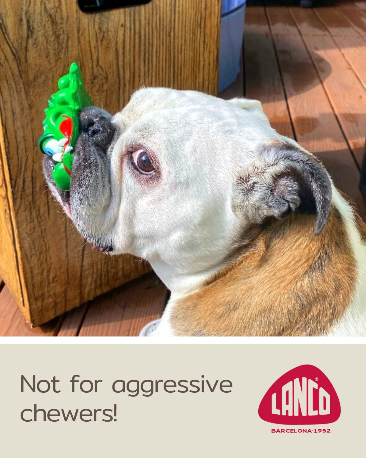 Crocodile Sensory Dog Toy Natural Rubber (Latex)