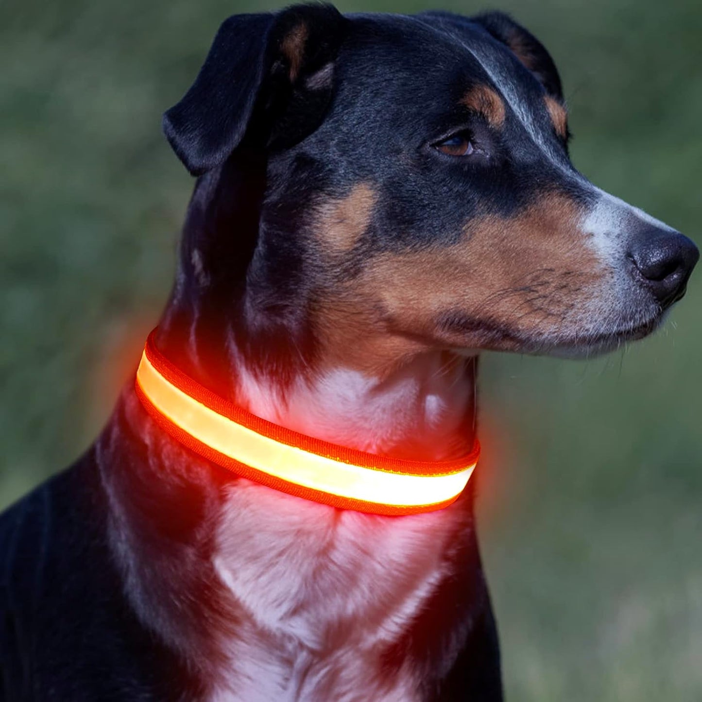 LED Dog Collar, Adjustable USB Rechargeable Super Bright Safety Light Glowing