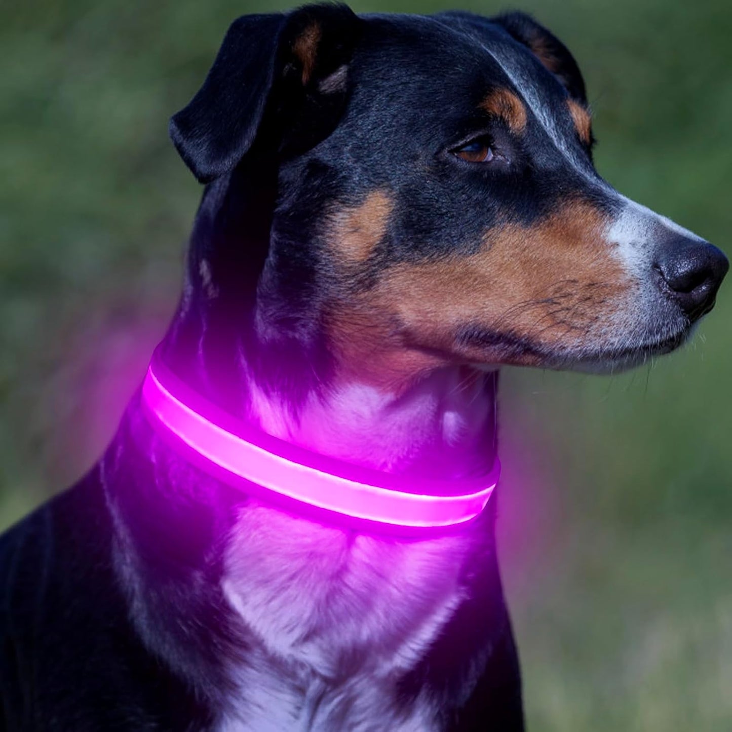 LED Dog Collar, Adjustable USB Rechargeable Super Bright Safety Light Glowing