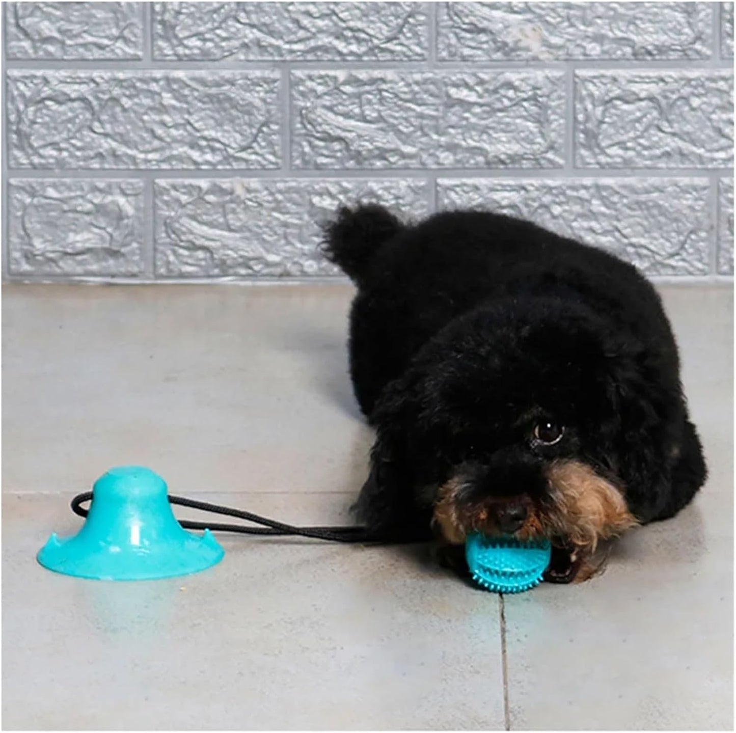 Interactive Suction Cup Chew Ball with Food Dispenser (L)