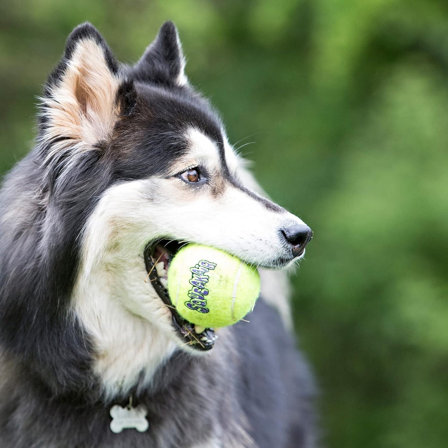 Air Dog Squeakair Dog Toy Tennis Balls, Medium, (Pack of 3)