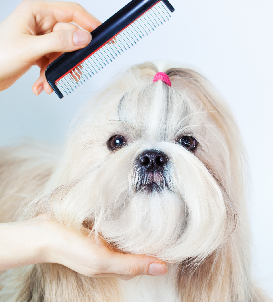 Dog Grooming